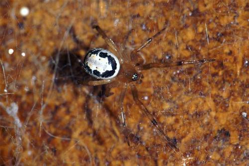Réf. 49 628 : Steatoda nobilis