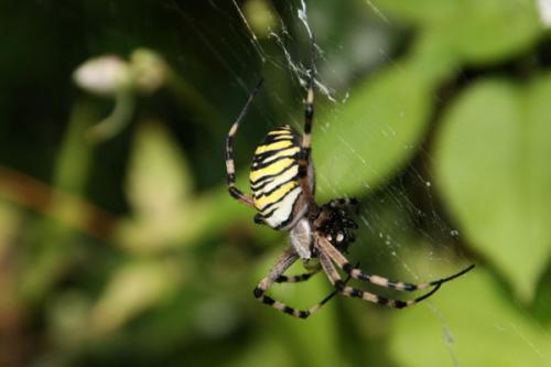 Réf. 49 144 : Argiope bruennichi