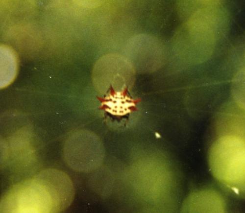 Gasteracantha cancriformis