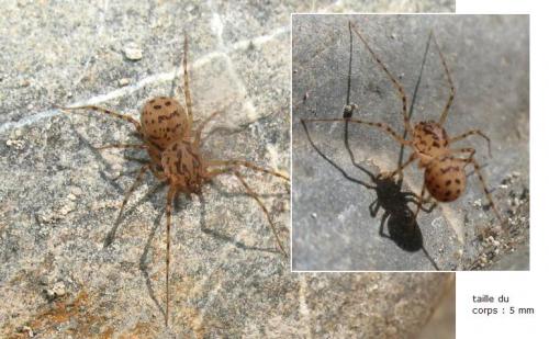 Scytodes thoracica