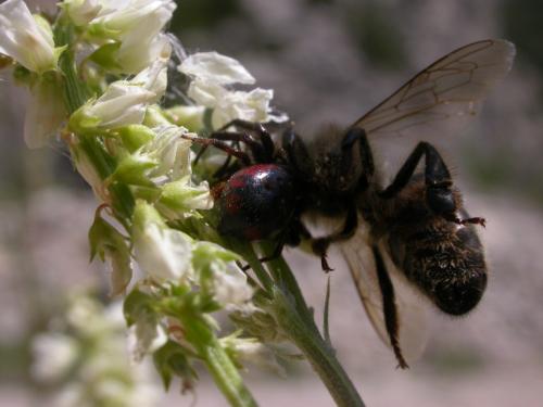 Synema globosum