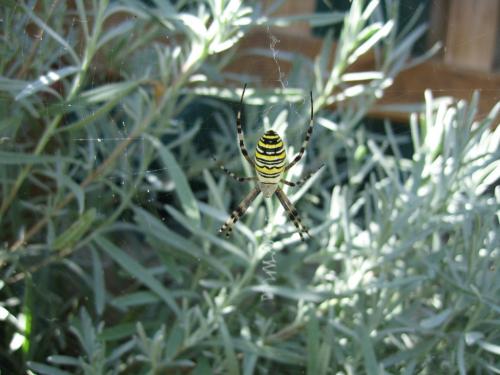 Argiope bruennichi