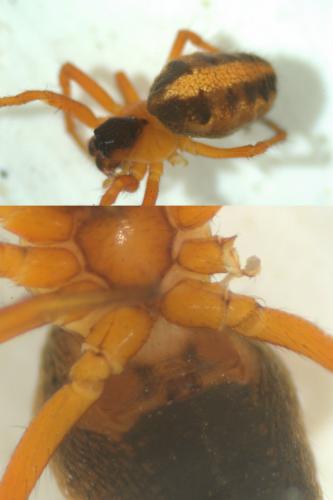 Hypsosinga heri