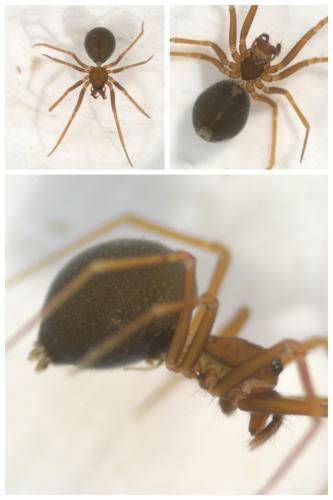 Diplostyla concolor