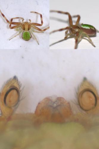 Ebrechtella tricuspidata