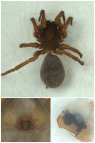 Coelotes terrestris