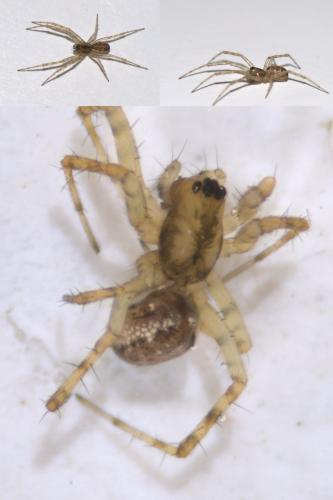 Réf. 49 564 : Neriene montana