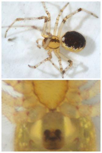 Theridion varians