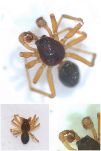 Gnathonarium dentatum