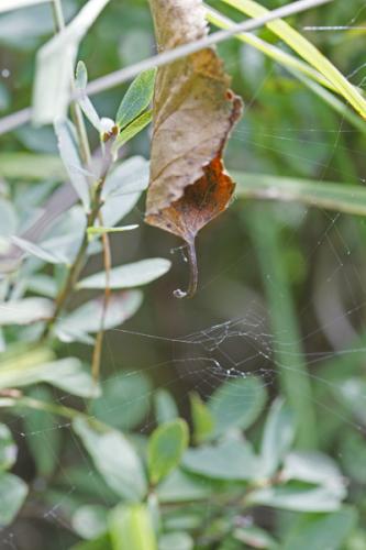 Araneus alsine