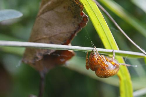 Araneus alsine