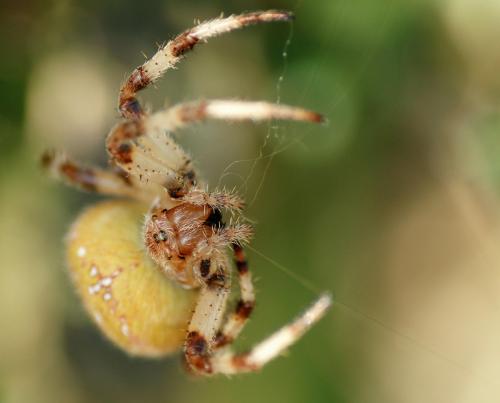 Araneus quadratus