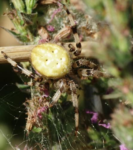 Araneus quadratus