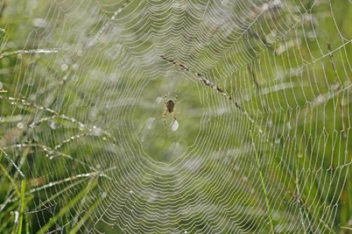 Araneus diadematus