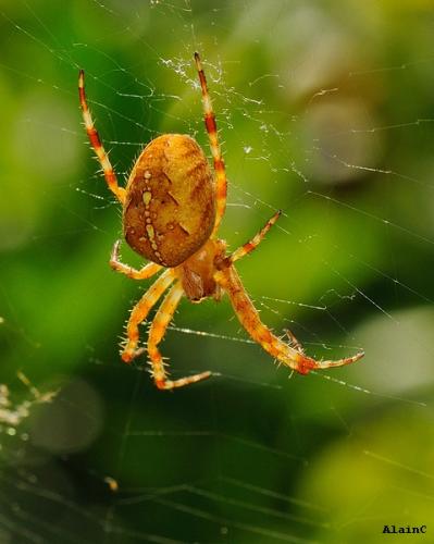 Araneus diadematus