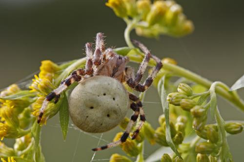 Araneus quadratus