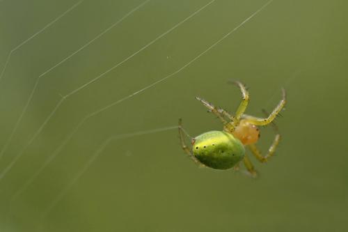 Araniella sp.