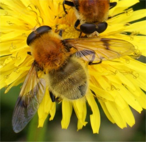 Sericomyia superbiens