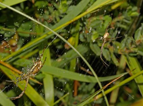 Argiope bruennichi