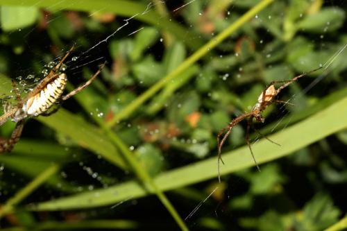 Argiope bruennichi