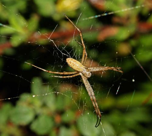 Réf. 49 206 : Argiope bruennichi