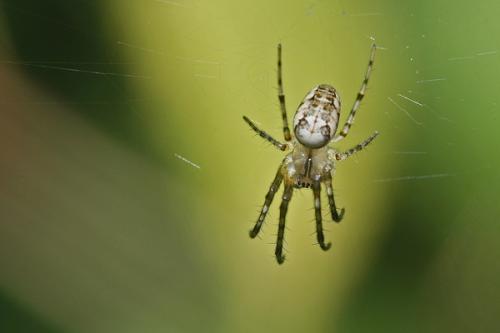 Metellina sp.