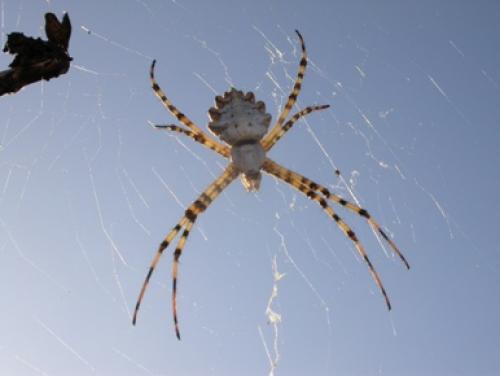 Réf. 49 192 : Argiope lobata