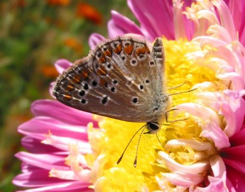 Aricia agestis