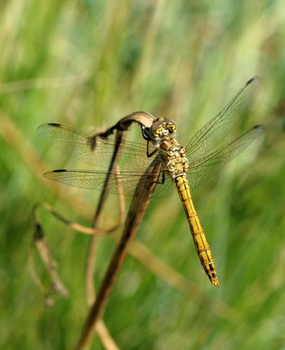 Réf. 49 597 : Sympetrum vulgatum