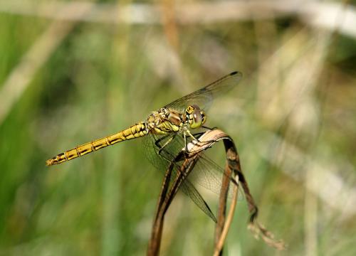Réf. 49 678 : Sympetrum vulgatum