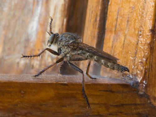 Tolmerus atricapillus