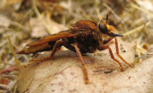 Réf. 49 691 : Asilus crabroniformis