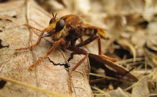 Réf. 49 692 : Asilus crabroniformis