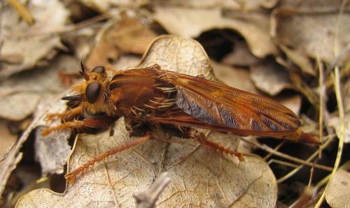 Réf. 49 693 : Asilus crabroniformis