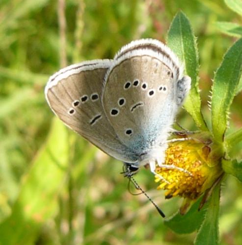 Cyaniris semiargus