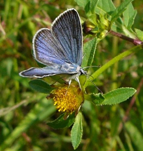 Cyaniris semiargus