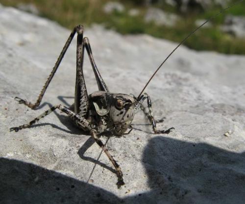 Antaxius pedestris pedestris