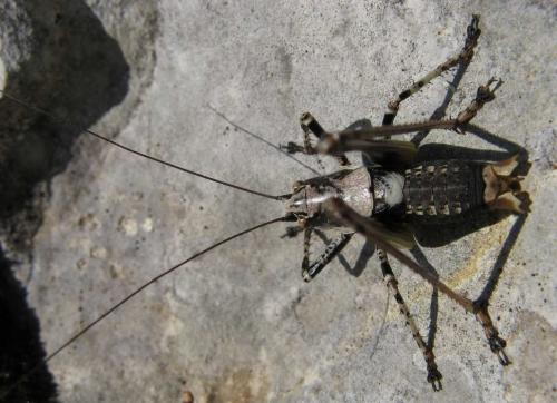 Réf. 49 499 : Antaxius pedestris