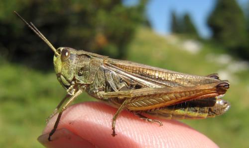Stauroderus scalaris scalaris