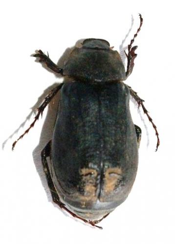 Sophrops sp.