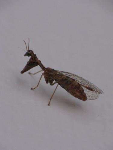 Réf. 49 428 : Mantispa styriaca