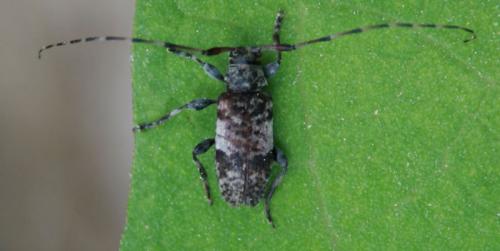Réf. 49 042 : Leiopus sp.