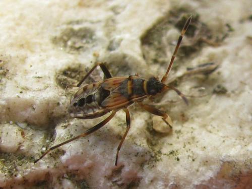 Beosus maritimus