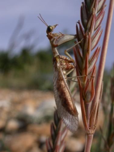 Réf. 49 620 : Mantispa styriaca