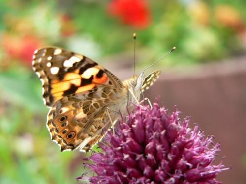 Vanessa cardui