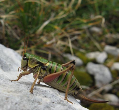 Réf. 49 514 : Anonconotus sp.