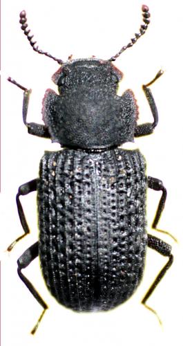 Réf. 49 890 : Bolitophagus reticulatus