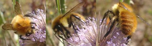 Bombus sp.