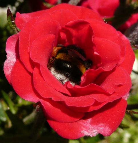 Bombus sp.