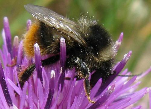 Bombus sp.